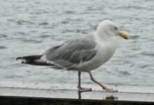 gullrazwupolxin usage recommended